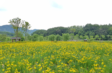 [4월~5월 여행지]만개한 꽃잔디와 봄날의 감동, 거창창포원에서 만난 힐링의 순간