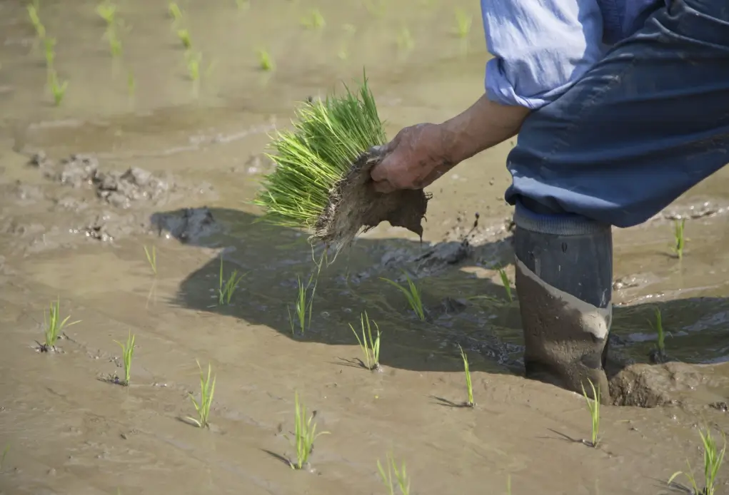 소만 절기 뜻과 의미