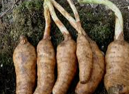 천마의 안전한 섭취 방법