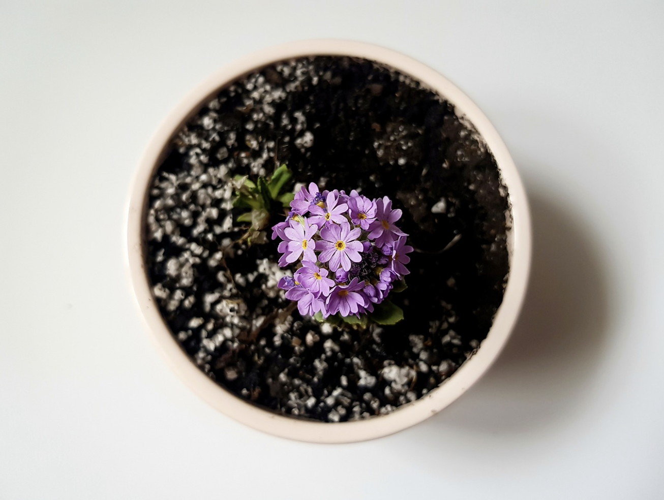 실내 곰팡이 예방에 도움 되는 식물 관리 방법