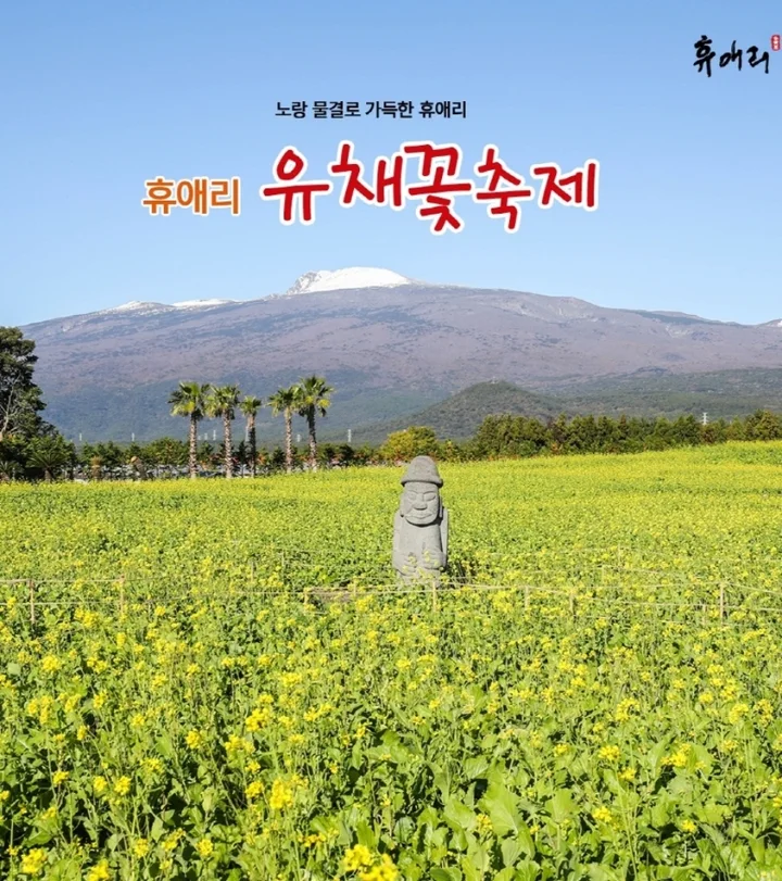 휴애리유채꽃축제