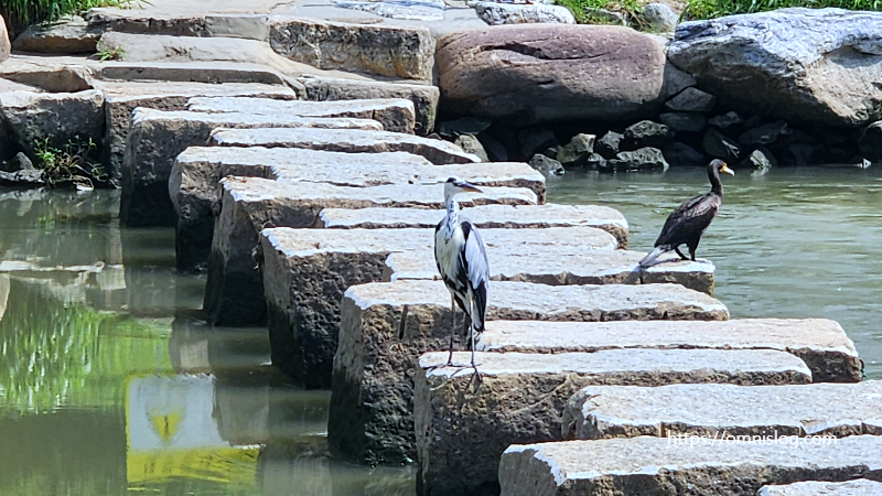 온천천 징검다리