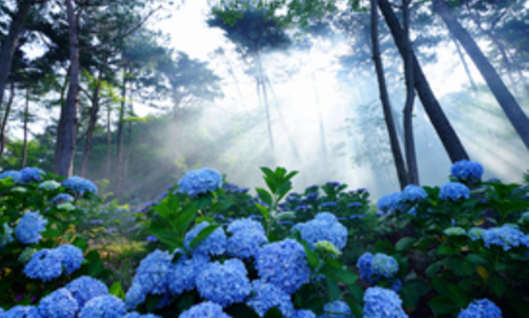 해남 포레스트 수목원