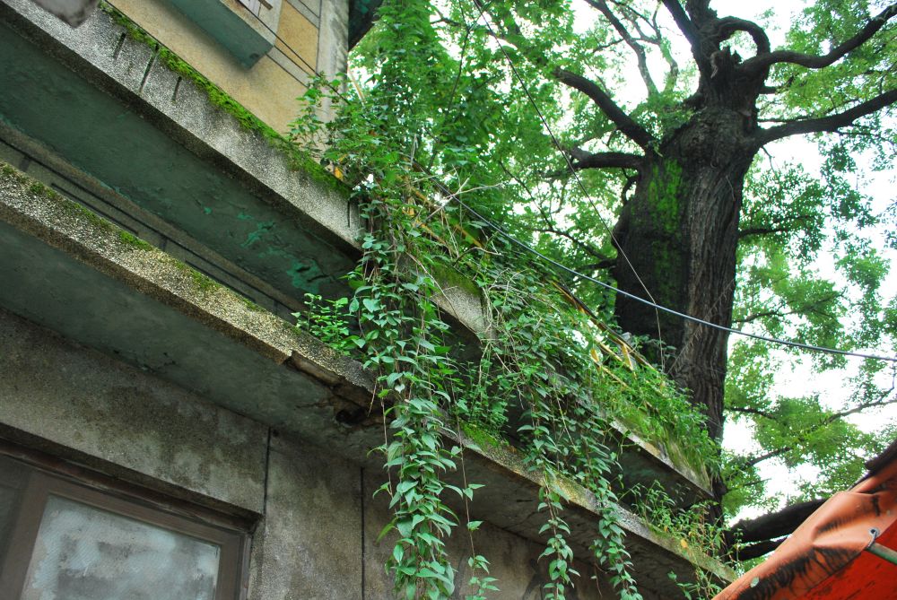 주례1동 주례시장 회화나무