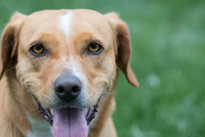 애견의 구취 건강 체크.