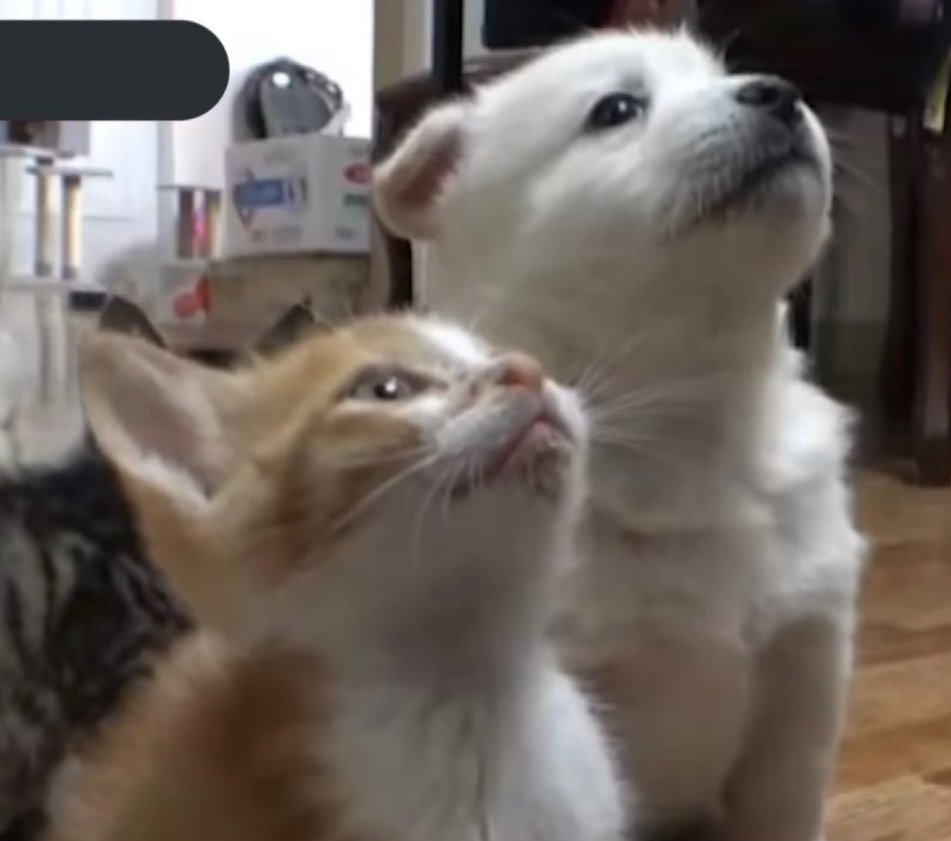 강아지 고양이 투샷