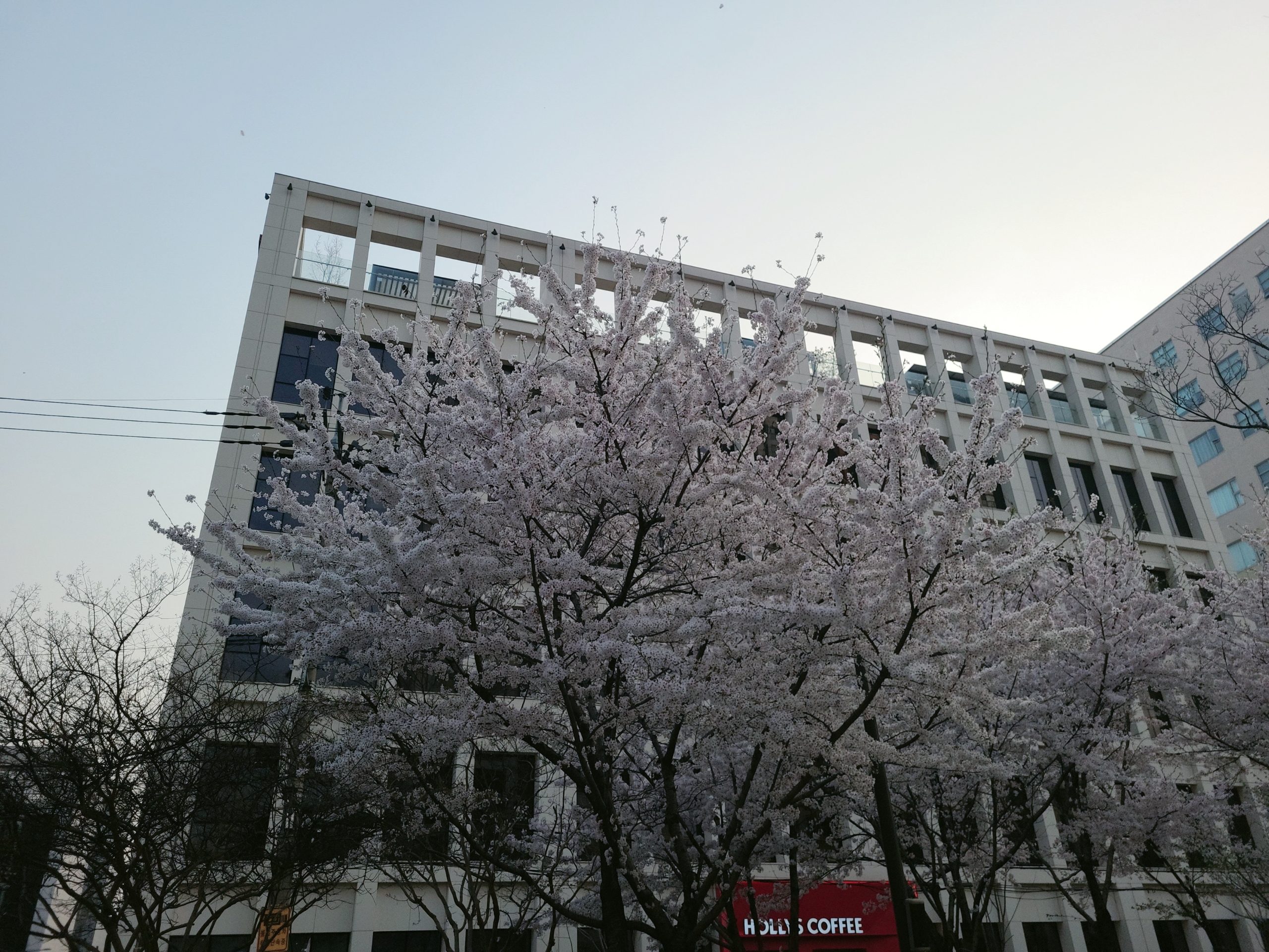 경의선 숲길 벚꽃 마포 공덕역 벚꽃플레이스2