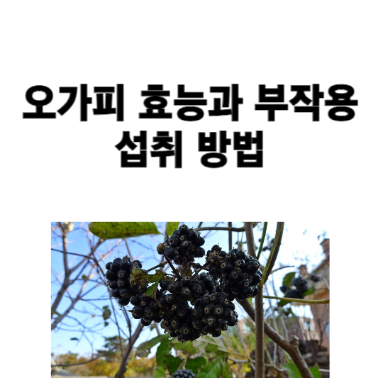 오가피 효능과 부작용, 섭취 방법
