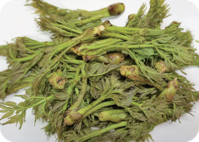 두릅-효능-두릅-채취시기