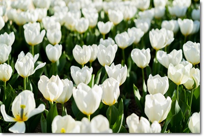 태안 세계튤립 축제 가는길 입장료 개화율