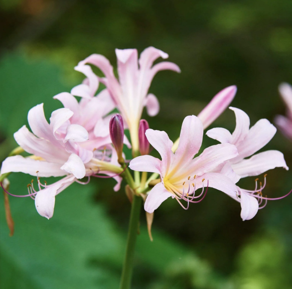 꽃무릇 상사화 차이 개화 시기 꽃말 고창 선운사 군락지 피는시기 전설2