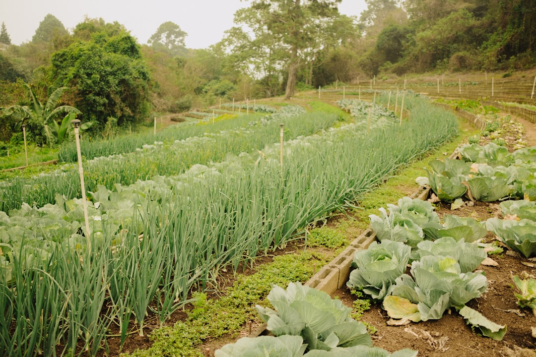 Smart Farm
