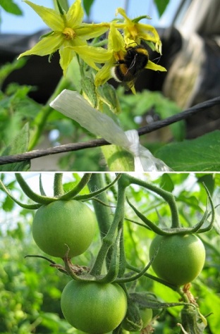 6시내고향-대저토마토-우리토마토농장