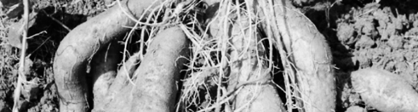 고구마 캐는 시기: 병해충 관린