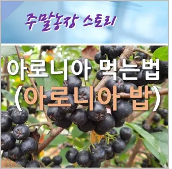 아로니아 먹는 가장 좋은 방법과 생 냉동 분말 활용 팁_5