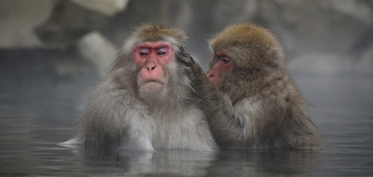 노천 온천욕 즐기는 원숭이