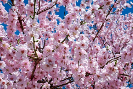 2025 벚꽃 개화시기