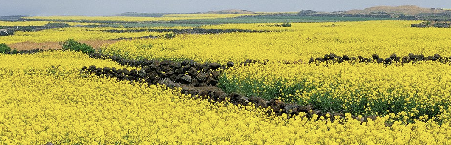 제주도 유채꽃2