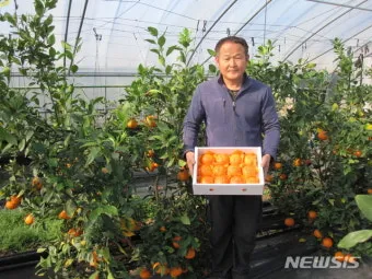 레드향 재배 착과 조절 잎 관리 하우스 온도_5