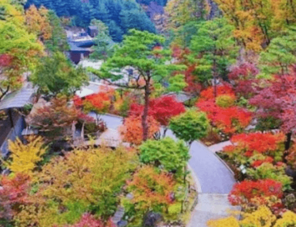 2025 화담숲 모노레일 예약 야놀자