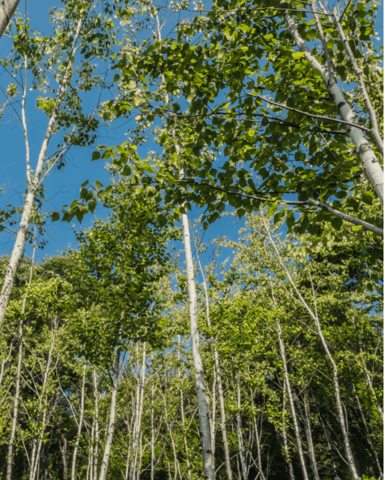 화담숲 화담채 모노레일 사전 예약&amp;#44; 할인받고 예매 하기