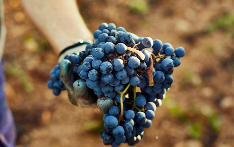 What Is Resveratrol?