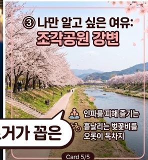 김천 벚꽃 