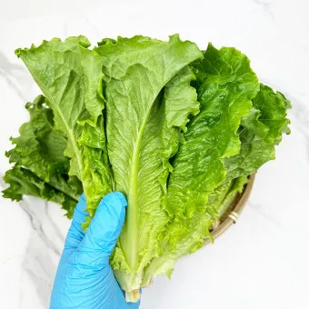 상추 물주는 시기 및 주의사항과 재배 노하우 정리_15