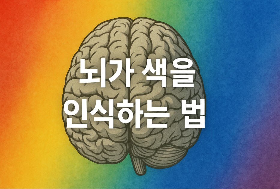 다채로운 색채가 퍼져 있는 추상적인 배경 위에 굵고 선명한 글씨로 "뇌가 색을 인식하는 법"이라는 문구가 중앙에 강조되어 있다. 배경은 뇌의 신경망을 연상시키는 흐름과 빛의 굴절이 혼합된 디자인으로, 시각과 인지를 주제로 한 분위기를 전달한다. 이 이미지는 색 인지와 뇌 과학을 설명하는 콘텐츠에 시각적 집중도를 높이기 위해 설계되었다.