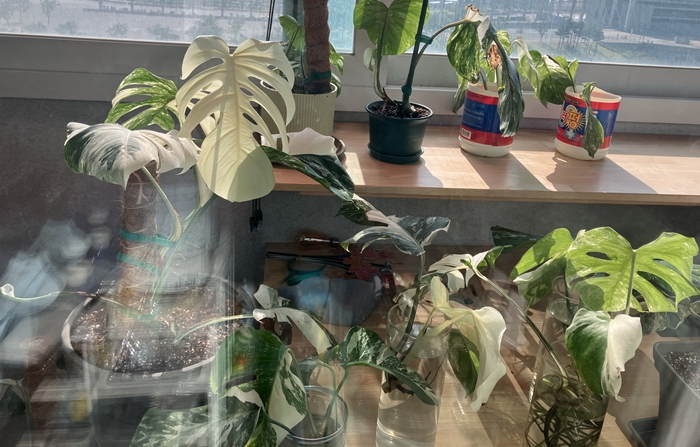 창가에서 자라고 있는 몬스테라 알보들