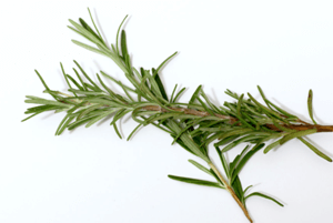 로즈마리효능05