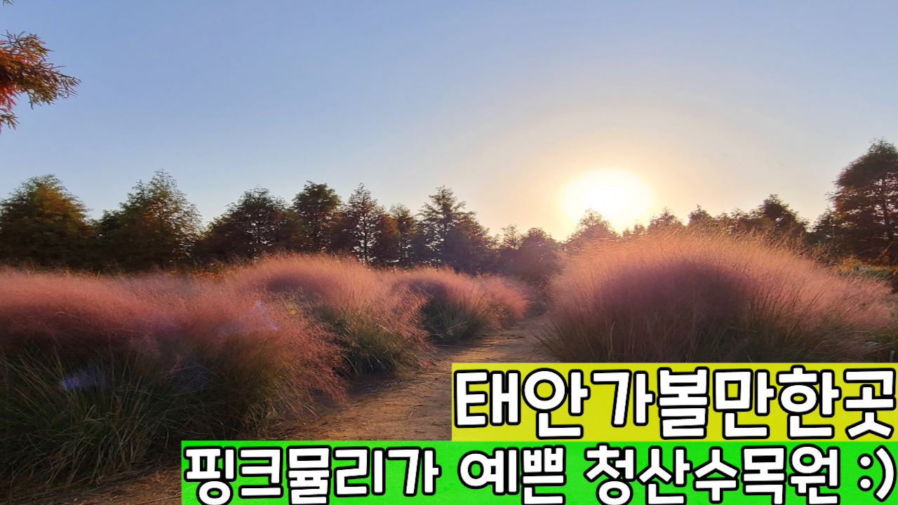 태안가볼만한곳-청산수목원-팜파스-핑크뮬리