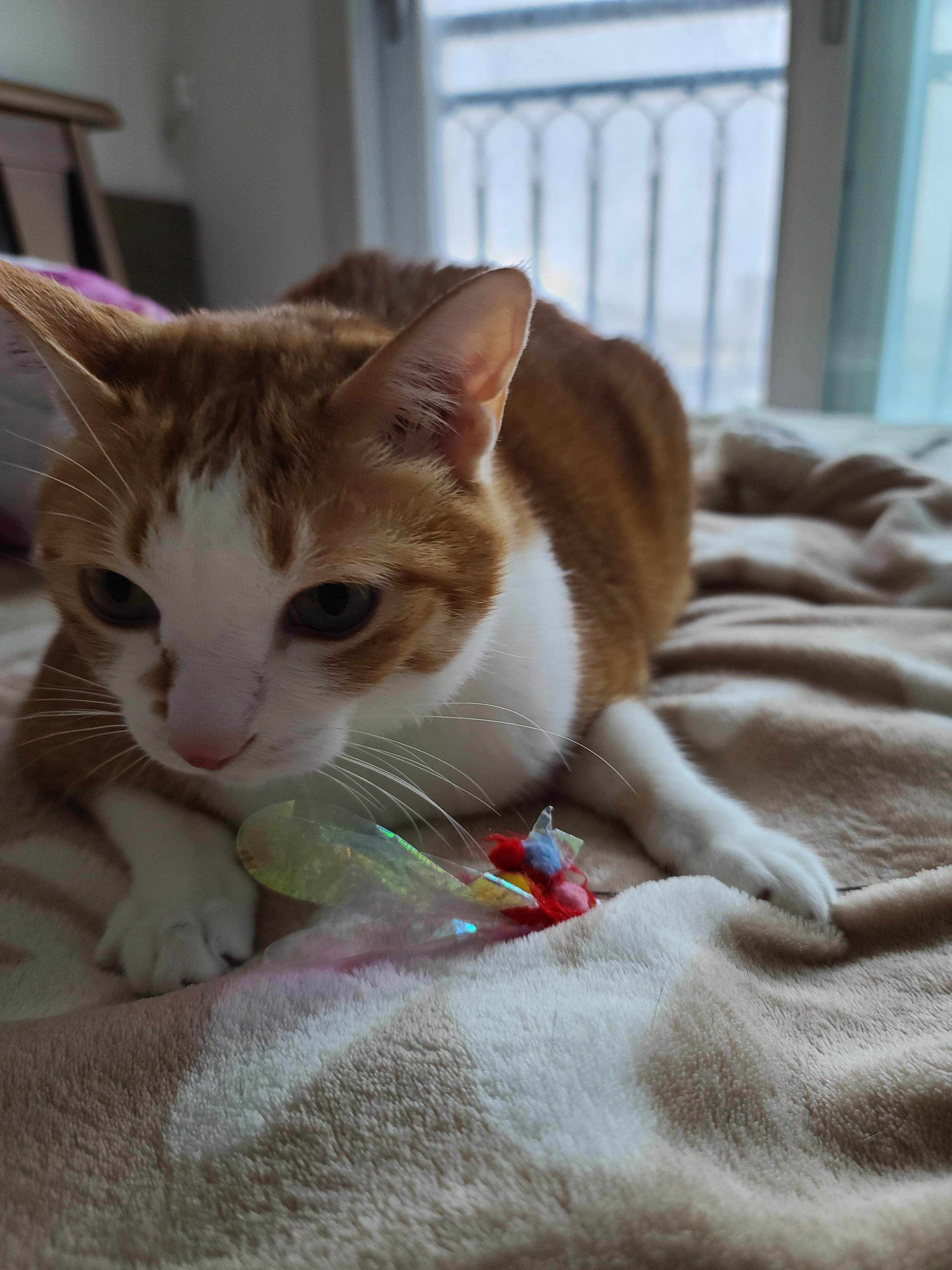 비오는 날 아침. 퇴원한 호야 컨디션 체크를 위해 시작된 사냥놀이.