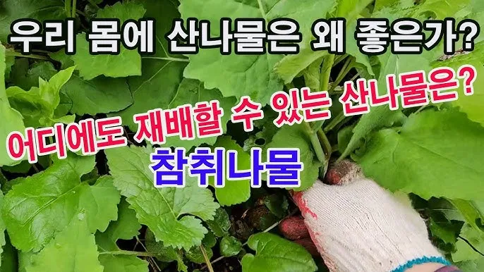 취나물 재배 반그늘 환경 배수 확보 연속 수확_7