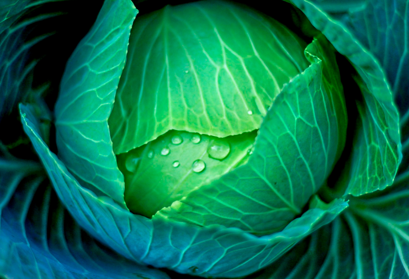 위암과 대장암을 예방하는 식생활 습관 위에좋은 양배추