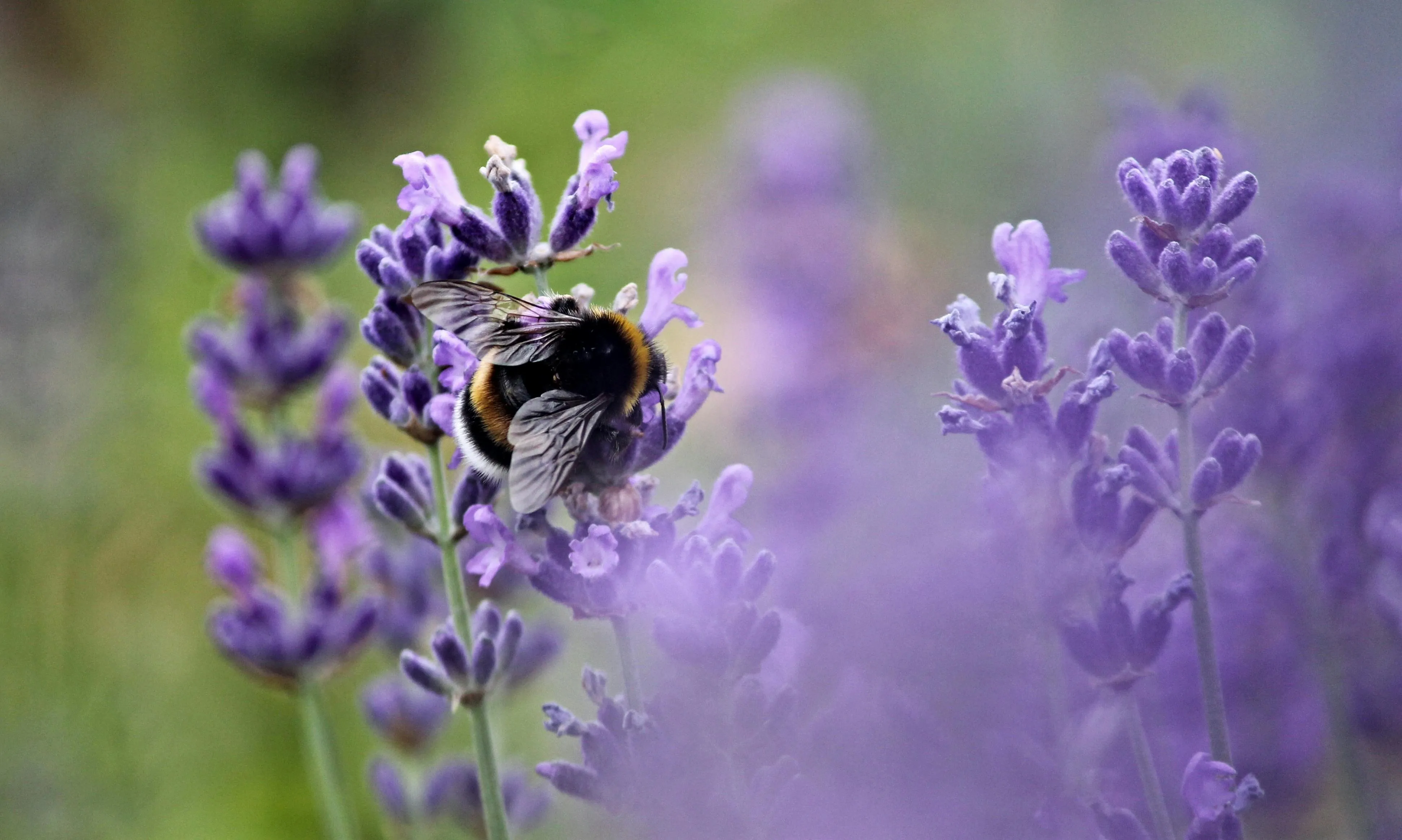 프로폴리스-효능-후기-기관지