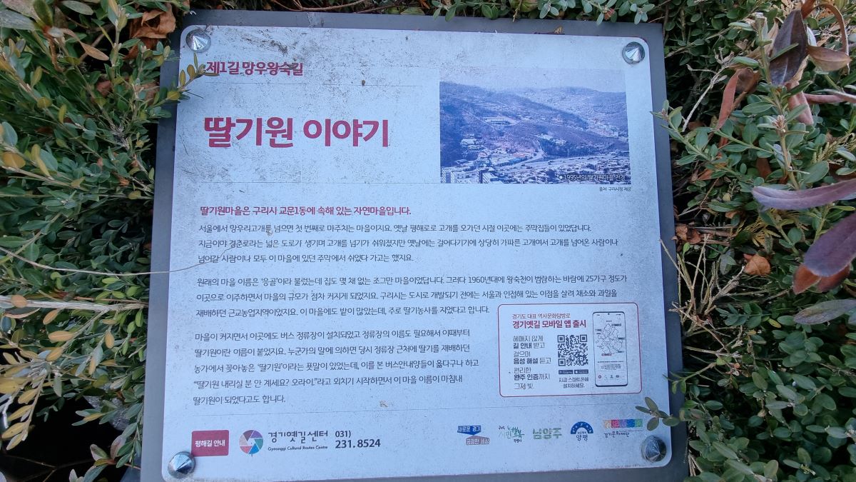 딸기원이야기 안내판&#44; 흰바탕에 작은 글씨&#44;