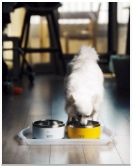 초보 강아지 키우기