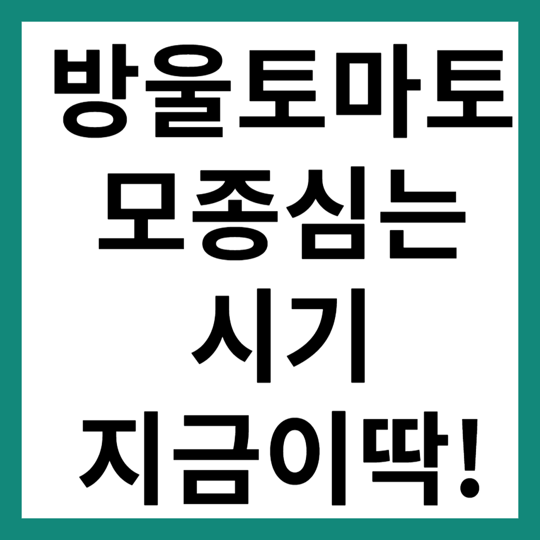 방울토마토 모종 심는 시기