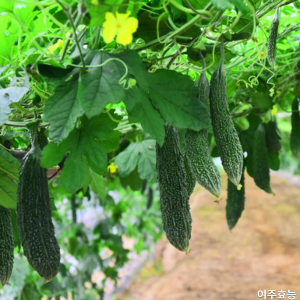 여주 효능 : 여주의 다양한 효능 알아보기