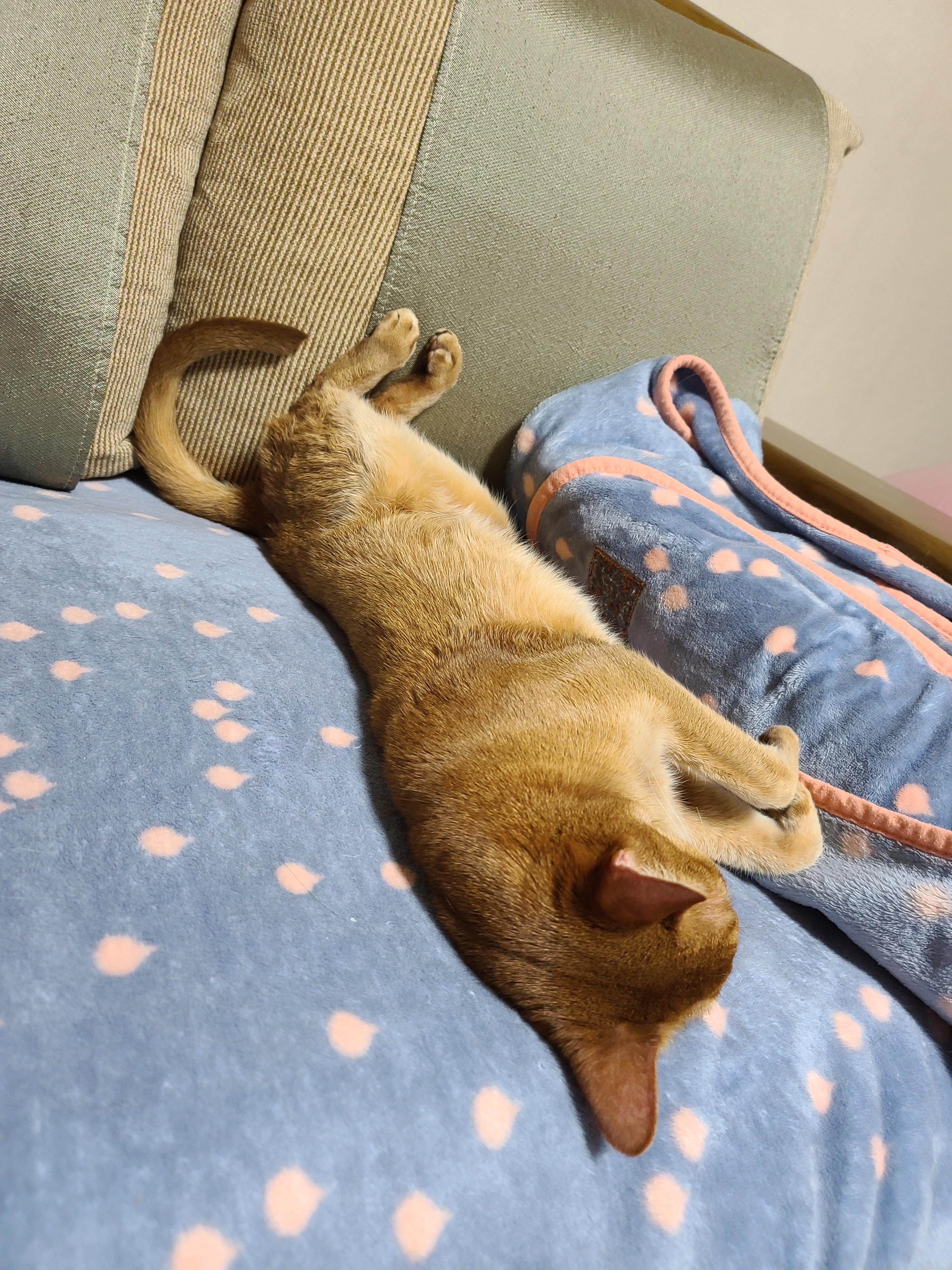 전기장판 찜질하는 고양이