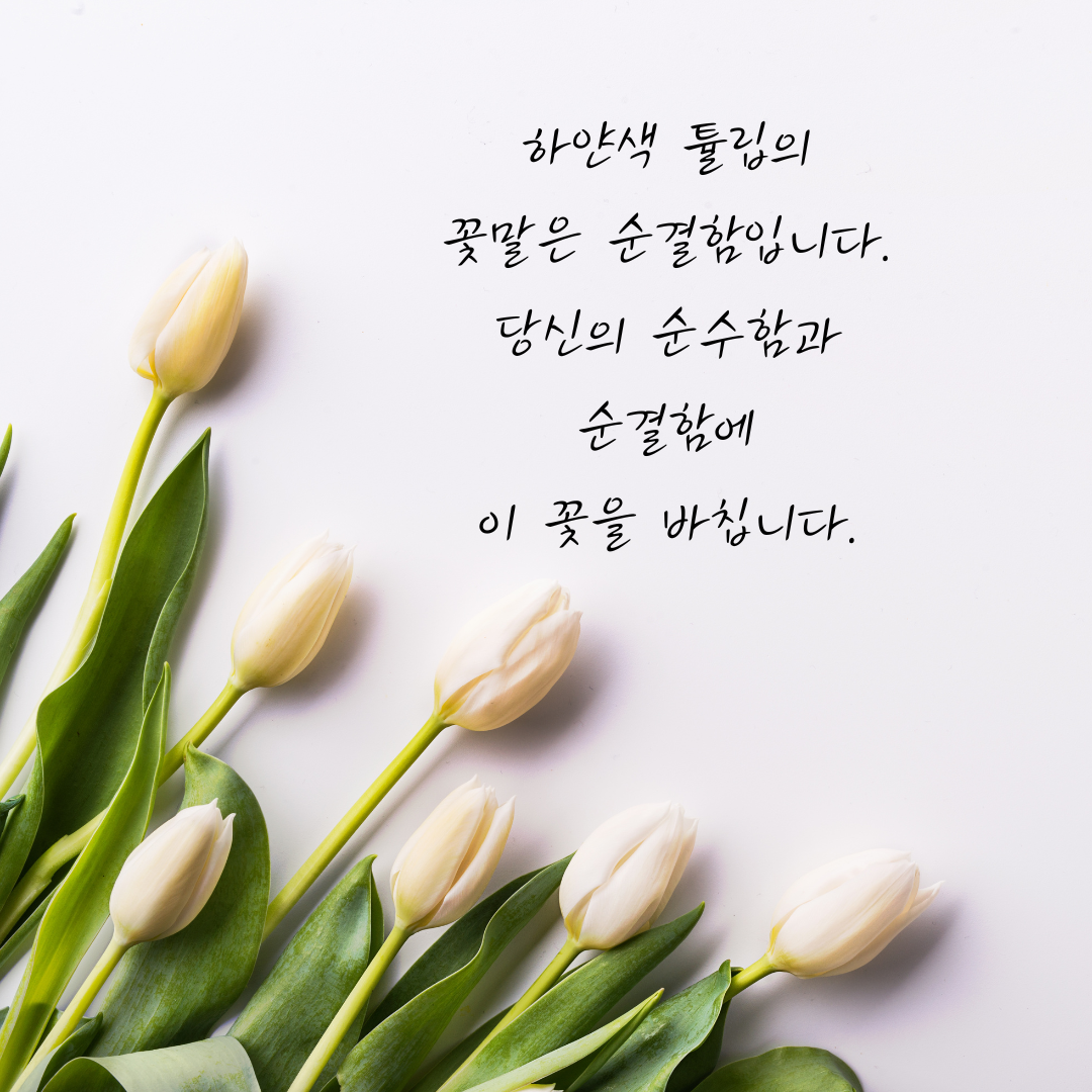 튤립 꽃말
