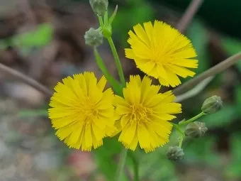 씀바귀 고들빼기 차이점 효능 비교_8
