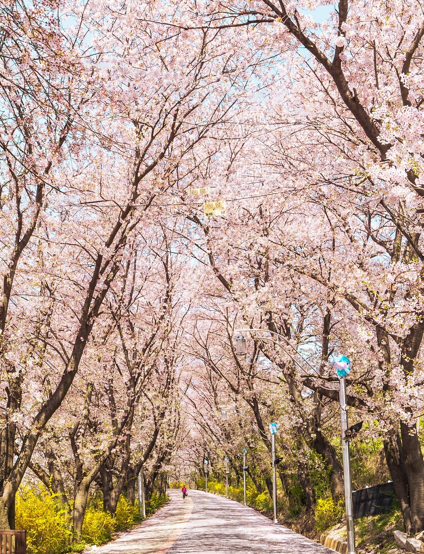 한국 벚꽃 명소