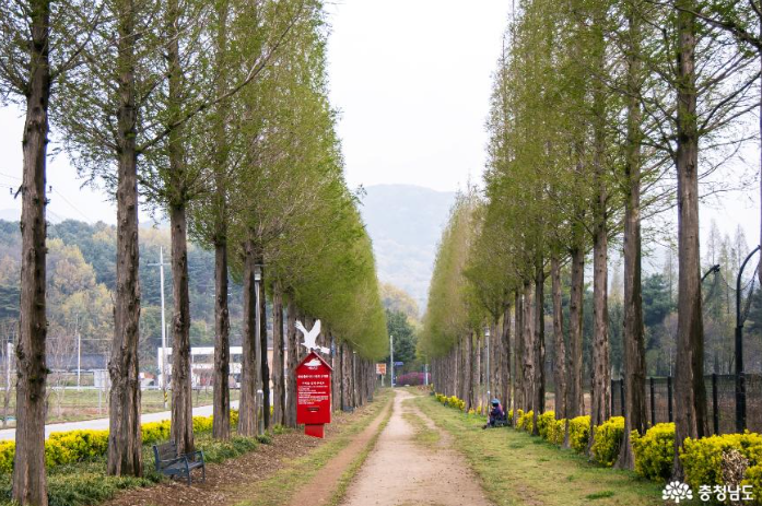 덕산 메타세콰이어길