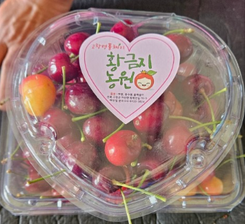 [6시 내고향] 고창 체리 택배주문 판매&amp;#44; 체리 수확체험 예약하기