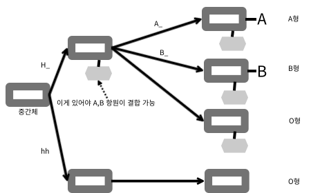 Bombay phenotype. gene H