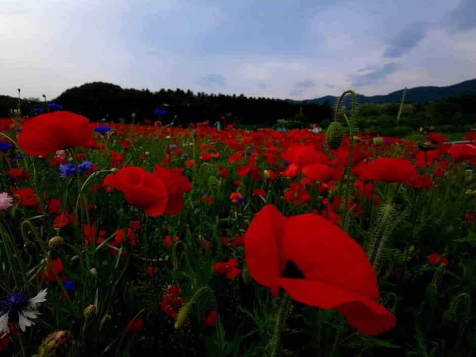 원주 용수골 꽃양귀비 축제