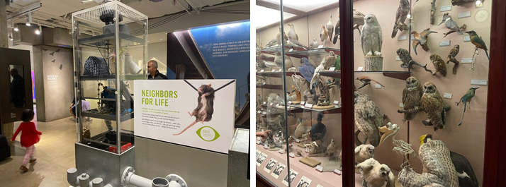 LA 자연사 박물관의 Nature Lab 전시관(왼쪽)과 Hall of Birds 전시관(오른쪽) 사진