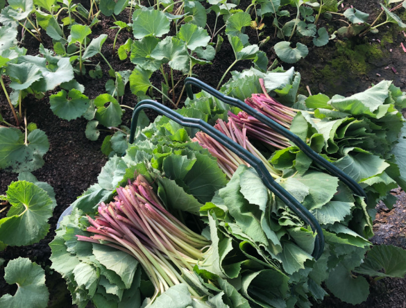 생방송투데이 봄머위 효능 및 구매방법 이주의장바구니 충남 논산 이메골농장